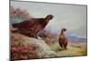 Red Grouse on the Moor, 1917-Archibald Thorburn-Mounted Giclee Print
