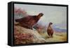 Red Grouse on the Moor, 1917-Archibald Thorburn-Framed Stretched Canvas