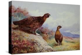 Red Grouse on the Moor, 1917-Archibald Thorburn-Stretched Canvas