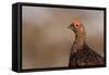 Red Grouse Single Adult Male Looking at the Camera-null-Framed Stretched Canvas