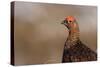 Red Grouse Single Adult Male Looking at the Camera-null-Stretched Canvas