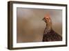 Red Grouse Single Adult Male Looking at the Camera-null-Framed Photographic Print