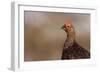 Red Grouse Single Adult Male Looking at the Camera-null-Framed Photographic Print