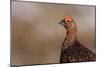 Red Grouse Single Adult Male Looking at the Camera-null-Mounted Photographic Print