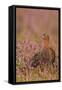 Red Grouse Standing Amongst Heather in Early-null-Framed Stretched Canvas