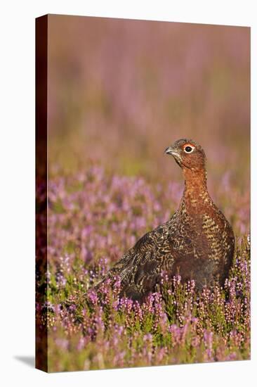 Red Grouse Standing Amongst Heather in Early-null-Stretched Canvas
