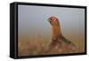 Red Grouse-null-Framed Stretched Canvas