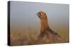 Red Grouse-null-Stretched Canvas