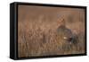 Red Grouse-null-Framed Stretched Canvas