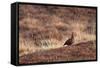 Red Grouse-Bahadir Yeniceri-Framed Stretched Canvas