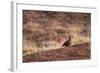 Red Grouse-Bahadir Yeniceri-Framed Photographic Print