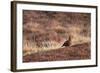 Red Grouse-Bahadir Yeniceri-Framed Photographic Print