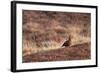 Red Grouse-Bahadir Yeniceri-Framed Photographic Print