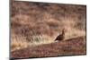 Red Grouse-Bahadir Yeniceri-Mounted Photographic Print