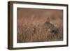 Red Grouse-null-Framed Photographic Print