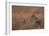 Red Grouse-null-Framed Photographic Print