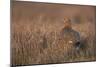 Red Grouse-null-Mounted Photographic Print