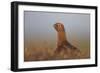 Red Grouse-null-Framed Photographic Print