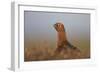 Red Grouse-null-Framed Photographic Print