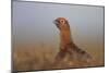 Red Grouse-null-Mounted Photographic Print