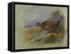 Red Grouse-Archibald Thorburn-Framed Stretched Canvas