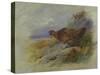 Red Grouse-Archibald Thorburn-Stretched Canvas