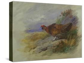 Red Grouse-Archibald Thorburn-Stretched Canvas