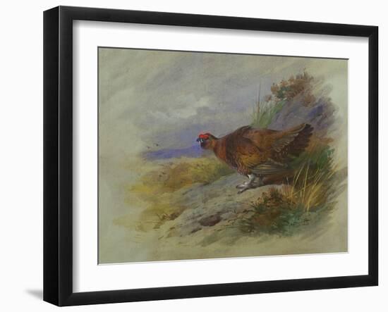 Red Grouse-Archibald Thorburn-Framed Giclee Print