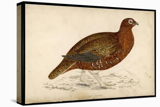 Red Grouse-Reverend Francis O. Morris-Stretched Canvas