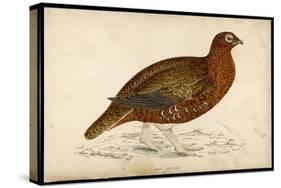 Red Grouse-Reverend Francis O. Morris-Stretched Canvas