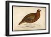 Red Grouse-Reverend Francis O. Morris-Framed Art Print