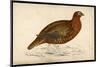 Red Grouse-Reverend Francis O. Morris-Mounted Art Print
