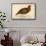 Red Grouse-Reverend Francis O. Morris-Art Print displayed on a wall