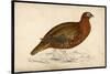 Red Grouse-Reverend Francis O. Morris-Stretched Canvas