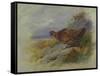 Red Grouse-Archibald Thorburn-Framed Stretched Canvas