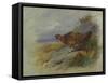 Red Grouse-Archibald Thorburn-Framed Stretched Canvas