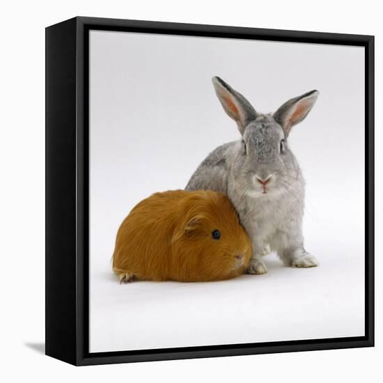 Red Guinea Pig with Silver Fox Rabbit-Jane Burton-Framed Stretched Canvas