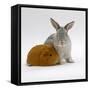 Red Guinea Pig with Silver Fox Rabbit-Jane Burton-Framed Stretched Canvas