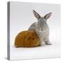 Red Guinea Pig with Silver Fox Rabbit-Jane Burton-Stretched Canvas