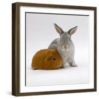 Red Guinea Pig with Silver Fox Rabbit-Jane Burton-Framed Photographic Print