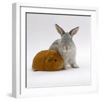 Red Guinea Pig with Silver Fox Rabbit-Jane Burton-Framed Photographic Print