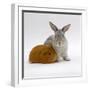 Red Guinea Pig with Silver Fox Rabbit-Jane Burton-Framed Photographic Print