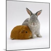 Red Guinea Pig with Silver Fox Rabbit-Jane Burton-Mounted Photographic Print