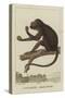 Red-Handed Howler-Jean Gabriel Pretre-Stretched Canvas