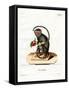 Red-Handed Tamarin-null-Framed Stretched Canvas