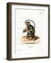 Red-Handed Tamarin-null-Framed Giclee Print