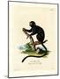 Red-Handed Tamarin-null-Mounted Giclee Print