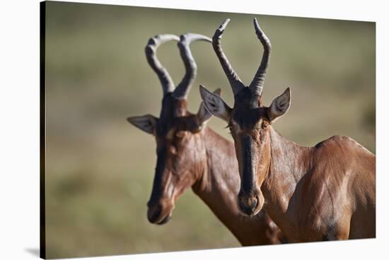 Red hartebeest (Alcelaphus buselaphus), Kgalagadi Transfrontier Park, South Africa, Africa-James Hager-Stretched Canvas