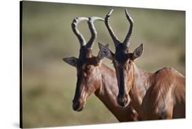 Red hartebeest (Alcelaphus buselaphus), Kgalagadi Transfrontier Park, South Africa, Africa-James Hager-Stretched Canvas