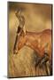 Red Hartebeest (Alcelaphus Buselaphus)-James Hager-Mounted Photographic Print